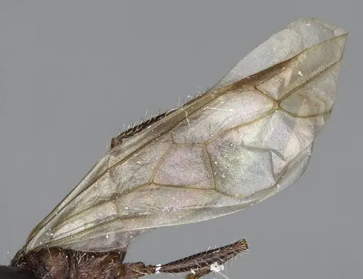 Veromessor andrei - CASENT8375332