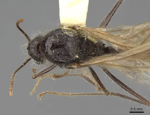 Veromessor andrei - CASENT8375338