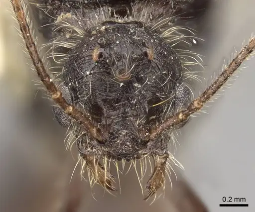 Veromessor andrei - CASENT8375338