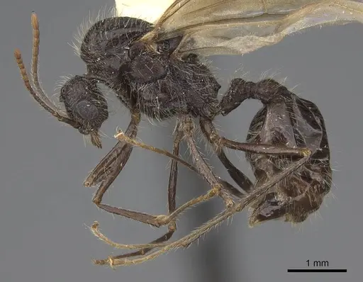 Veromessor andrei - CASENT8375338