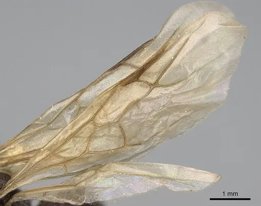 Veromessor andrei - CASENT8375338