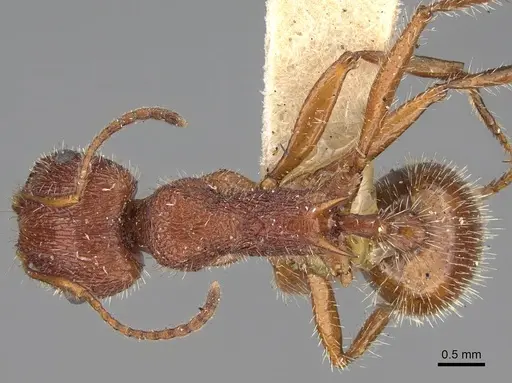 Veromessor andrei - USNMENT00529071