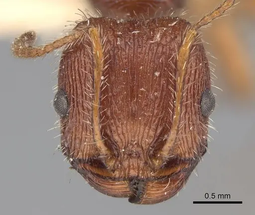 Veromessor andrei - USNMENT00529071