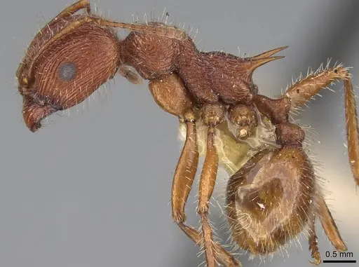 Veromessor andrei - USNMENT00529071