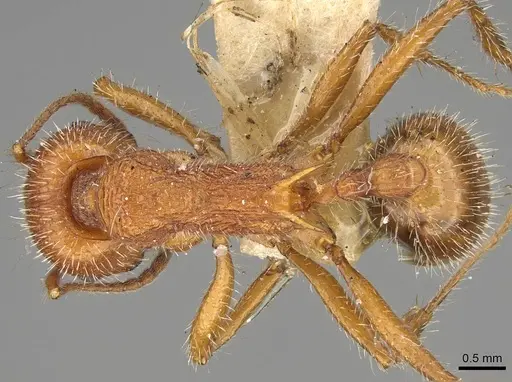 Veromessor andrei - USNMENT00529212