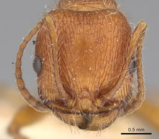 Veromessor andrei - USNMENT00529212