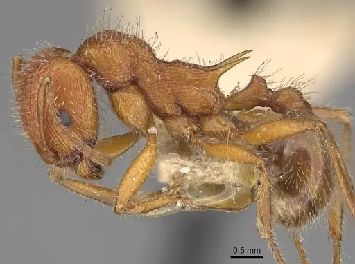 Veromessor andrei - USNMENT00529212