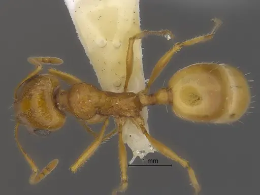 Veromessor pseudolariversi specimen