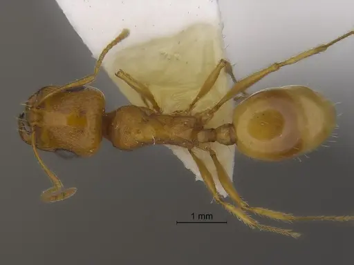 Veromessor pseudolariversi - CASENT0869807