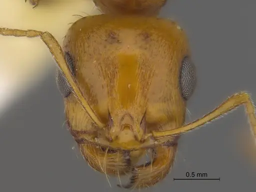 Veromessor pseudolariversi - CASENT0869807