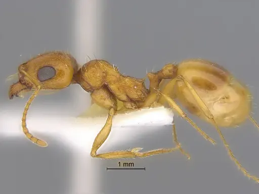 Veromessor pseudolariversi - CASENT0869807