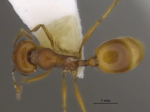 Veromessor pseudolariversi - CASENT0869808