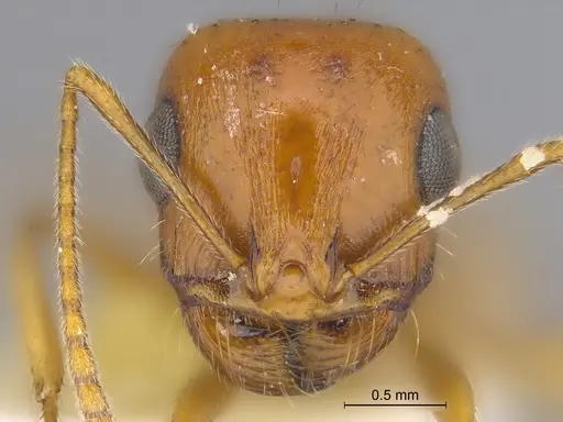 Veromessor pseudolariversi - CASENT0869808