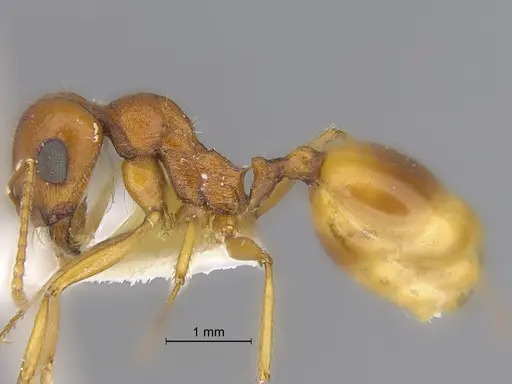 Veromessor pseudolariversi - CASENT0869808