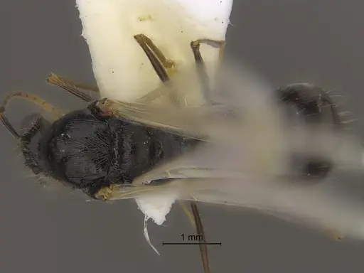 Veromessor pseudolariversi - CASENT0869851