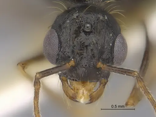 Veromessor pseudolariversi - CASENT0869851