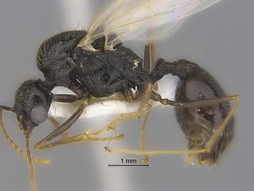 Veromessor pseudolariversi - CASENT0869851