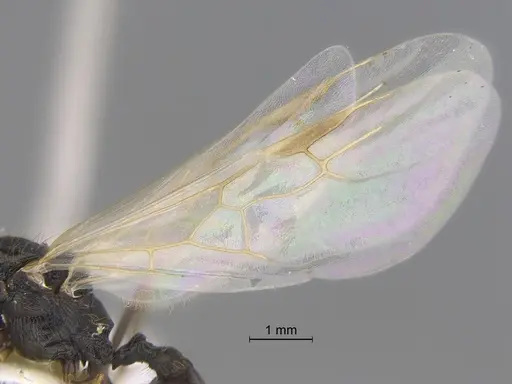 Veromessor pseudolariversi - CASENT0869851