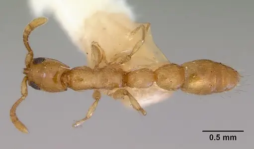 Vicinopone conciliatrix specimen