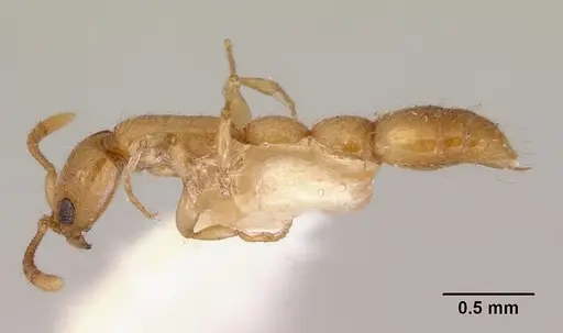 Vicinopone conciliatrix specimen