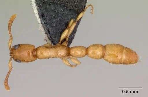 Vicinopone conciliatrix - CASENT0172777