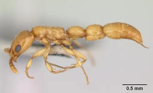 Vicinopone conciliatrix - CASENT0172777