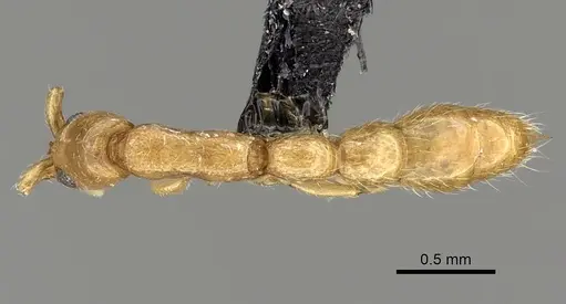 Vicinopone conciliatrix - CASENT0249323