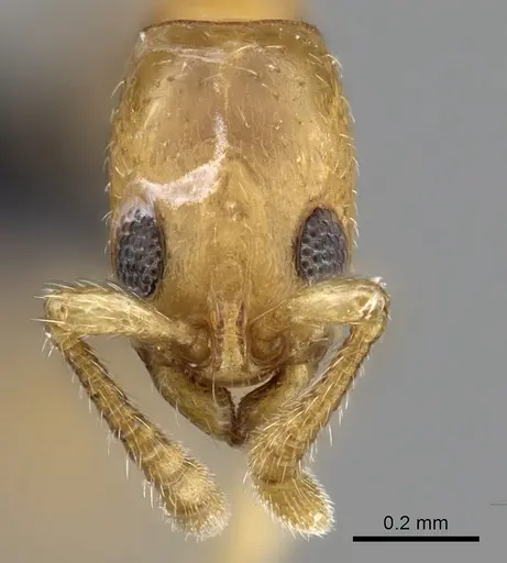 Vicinopone conciliatrix - CASENT0249323