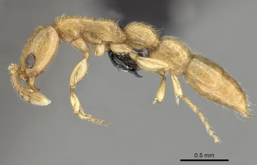 Vicinopone conciliatrix - CASENT0249323