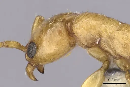 Vicinopone conciliatrix - CASENT0249622