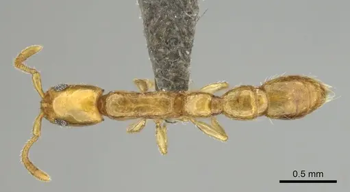 Vicinopone conciliatrix - CASENT0813008