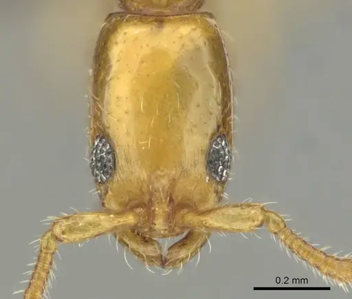 Vicinopone conciliatrix - CASENT0813008