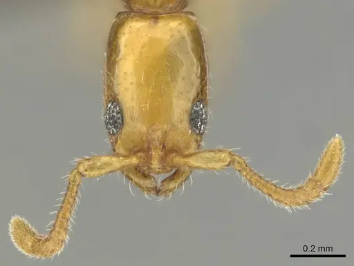 Vicinopone conciliatrix - CASENT0813008