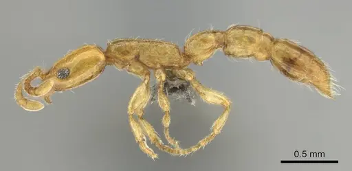 Vicinopone conciliatrix - CASENT0813008