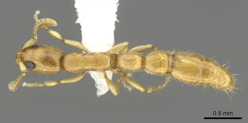 Vicinopone conciliatrix - CASENT0902700