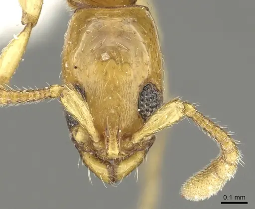 Vicinopone conciliatrix - CASENT0902700