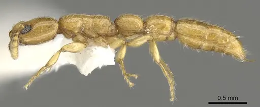 Vicinopone conciliatrix - CASENT0902700