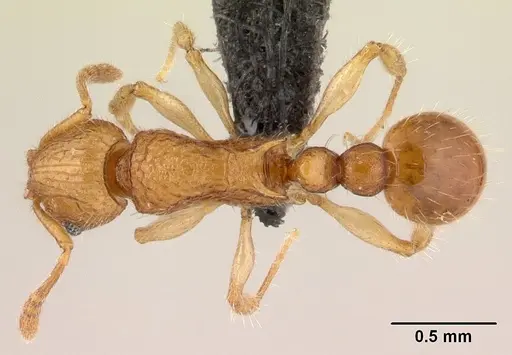 Vitsika acclivitas specimen