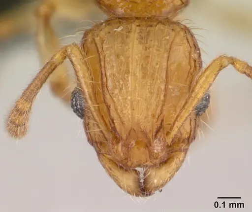 Vitsika acclivitas specimen