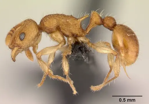 Vitsika acclivitas specimen