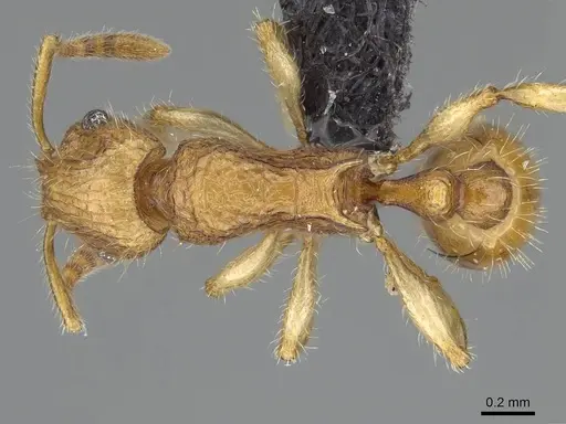 Vitsika acclivitas - CASENT0044902