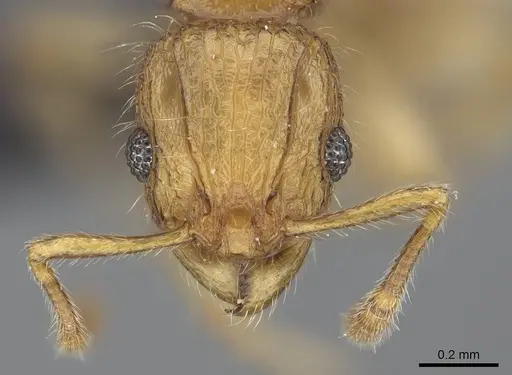 Vitsika acclivitas - CASENT0044902