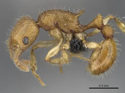 Vitsika acclivitas - CASENT0044902