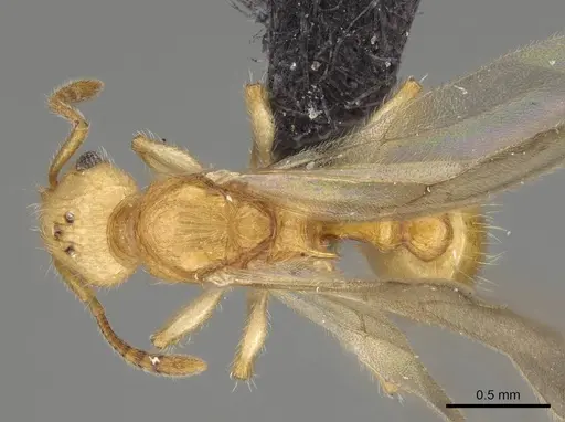 Vitsika acclivitas - CASENT0054091