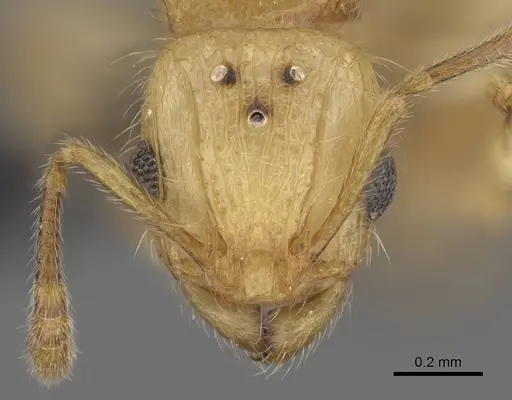 Vitsika acclivitas - CASENT0054091