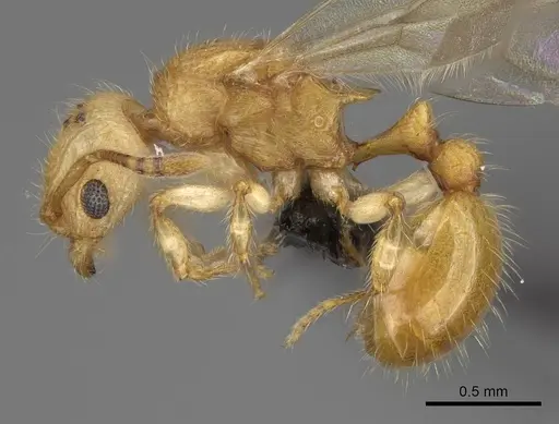 Vitsika acclivitas - CASENT0054091