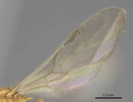 Vitsika acclivitas - CASENT0054091