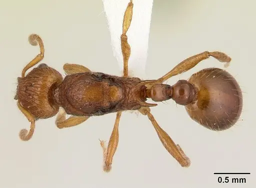 Vitsika astuta specimen