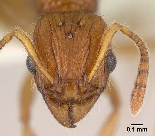 Vitsika astuta specimen