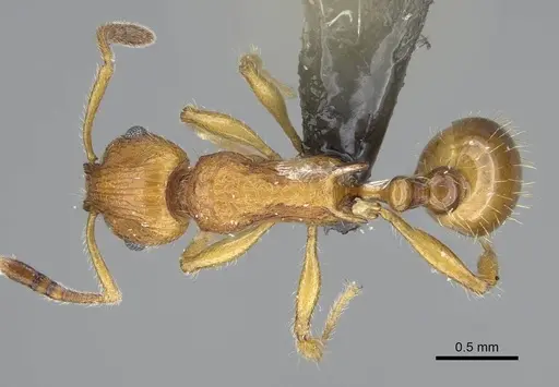 Vitsika astuta - CASENT0248549